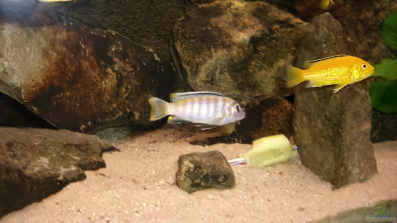 Besatz im Aquarium Becken 22123 von chanty (30)