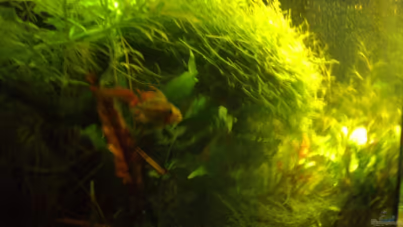 Besatz im Aquarium Becken 2215 von Yousif Zakareya (10)