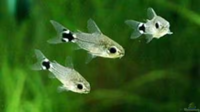 Besatz im Aquarium Becken 2215 von Yousif Zakareya (8)