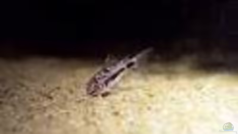 Besatz im Aquarium Becken 2215 von Yousif Zakareya (9)