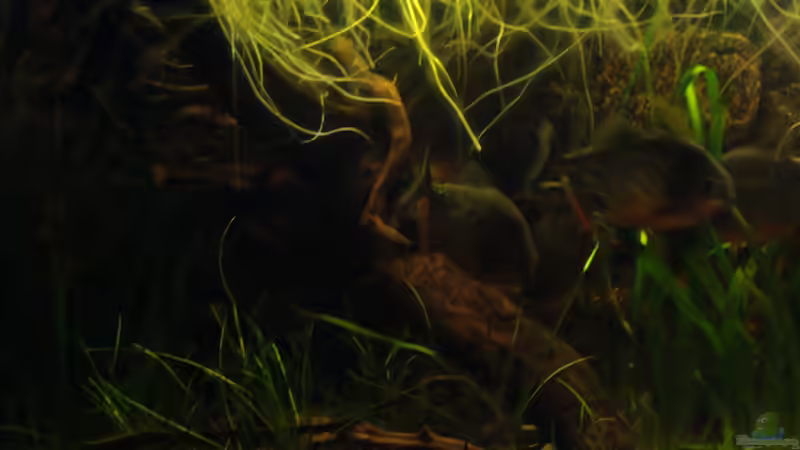 Besatz im Aquarium Becken 22157 von Pülschi 87 (40)