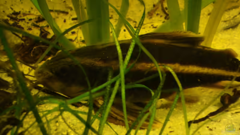 Besatz im Aquarium Becken 22157 von Pülschi 87 (42)