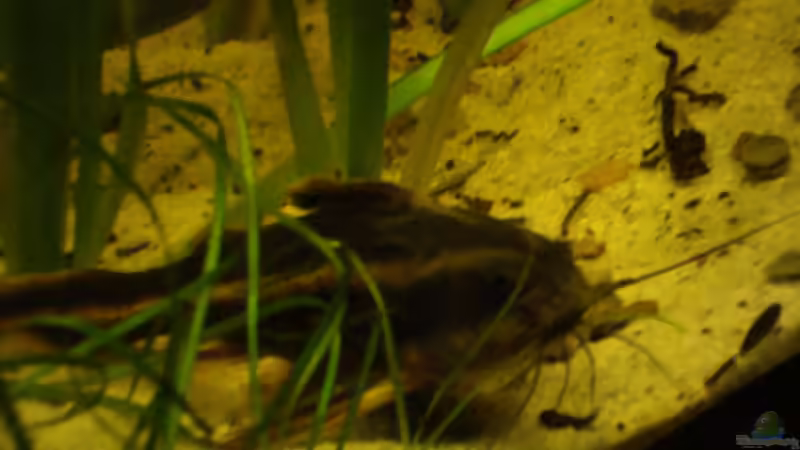 Besatz im Aquarium Becken 22157 von Pülschi 87 (43)