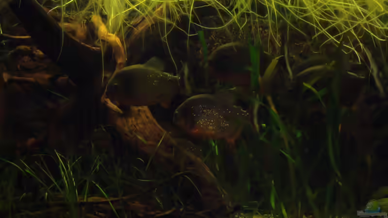 Besatz im Aquarium Becken 22157 von Pülschi 87 (47)