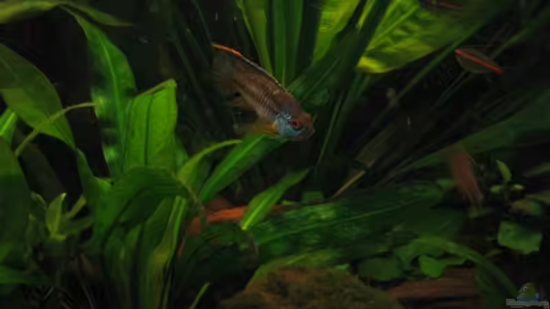 Besatz im Aquarium Becken 2216 von Ralf Henrichmann (7)