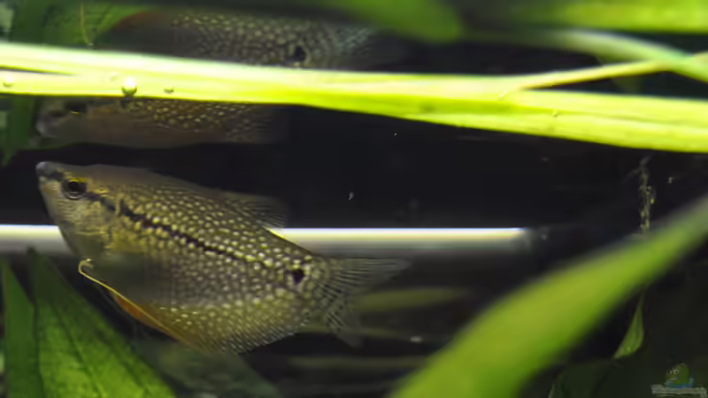 Besatz im Aquarium Becken 22174 von Digrisch (19)