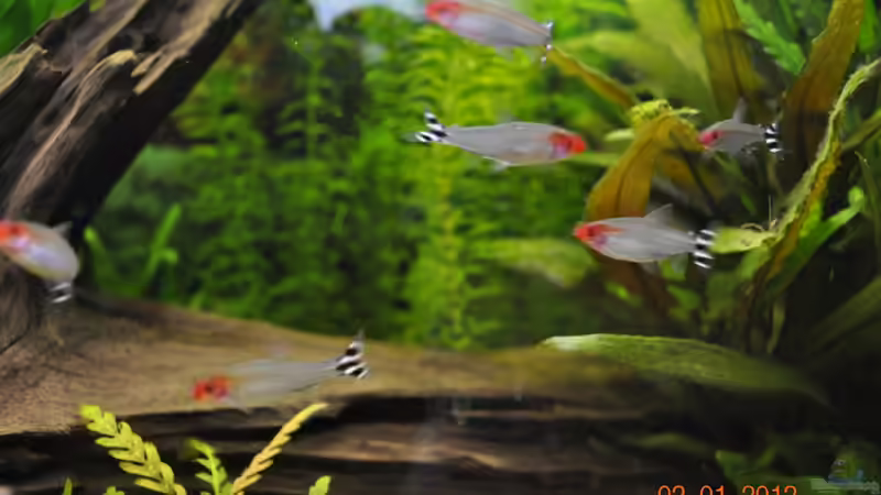 Besatz im Aquarium Becken 22174 von Digrisch (20)