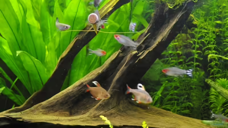 Besatz im Aquarium Becken 22174 von Digrisch (21)