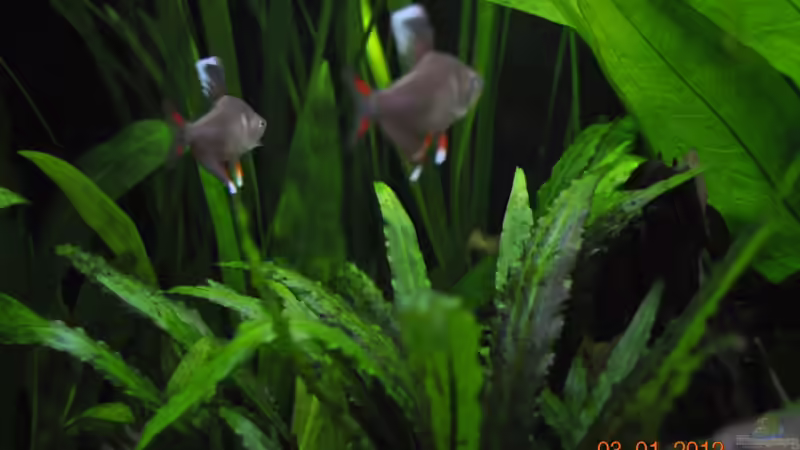 Besatz im Aquarium Becken 22174 von Digrisch (22)