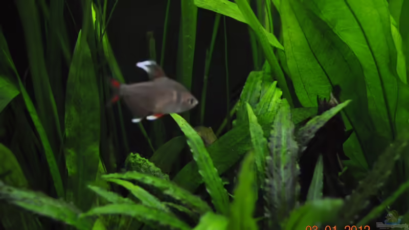 Besatz im Aquarium Becken 22174 von Digrisch (24)