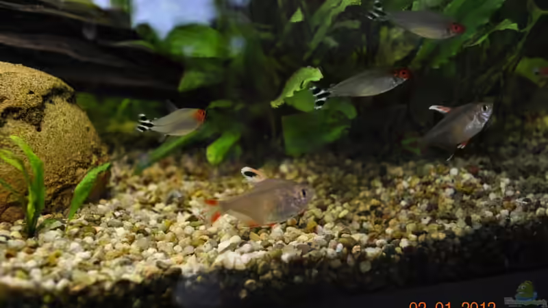 Besatz im Aquarium Becken 22174 von Digrisch (25)