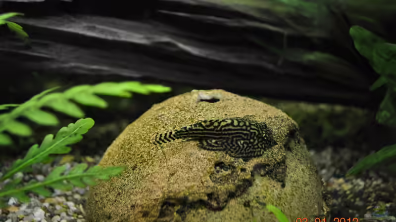 Besatz im Aquarium Becken 22174 von Digrisch (26)