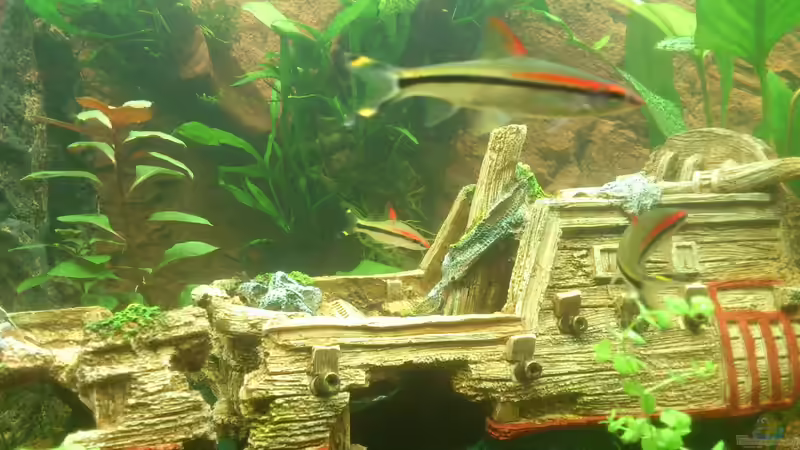 Besatz im Aquarium Becken 22188 von Schakal (8)