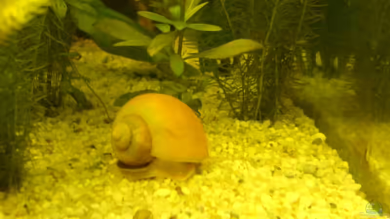 Besatz im Aquarium Becken 2221 von Andrea Nädler (5)