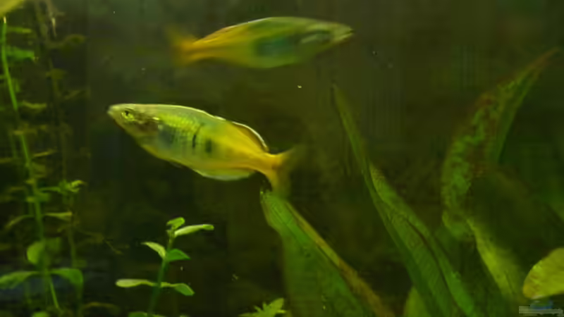 Besatz im Aquarium Becken 2221 von Andrea Nädler (6)