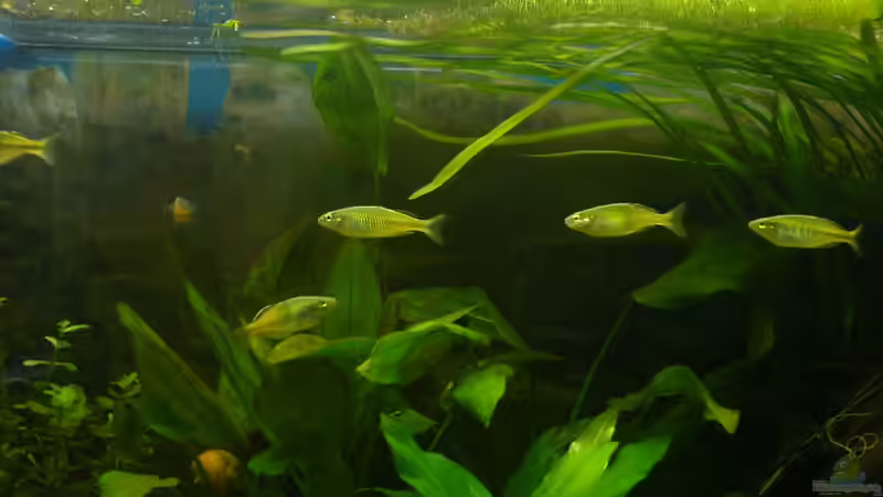 Besatz im Aquarium Becken 2221 von Andrea Nädler (7)