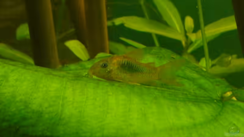 Besatz im Aquarium Becken 2221 von Andrea Nädler (8)