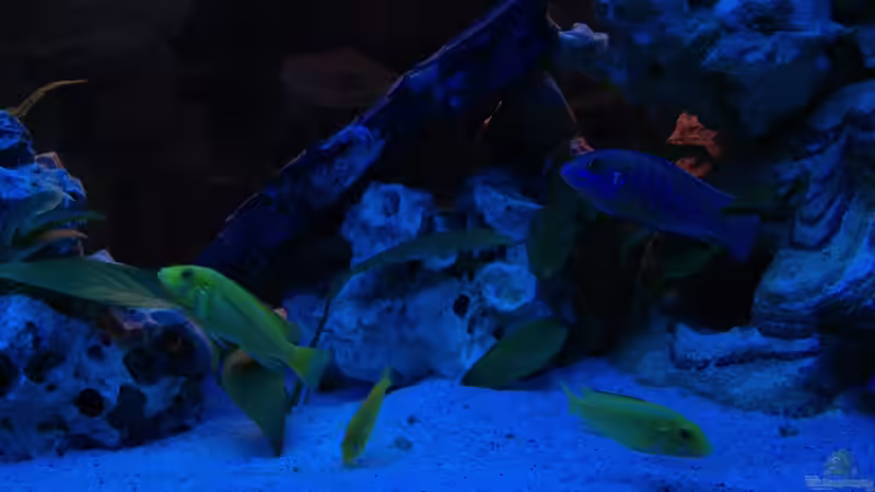 Besatz im Aquarium Becken 22235 von Meischder Kreusel (8)