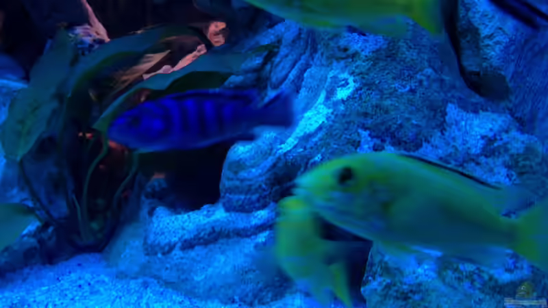 Besatz im Aquarium Becken 22235 von Meischder Kreusel (9)