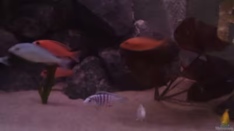 Besatz im Aquarium Becken 22286 von Antonio Di Simone (18)