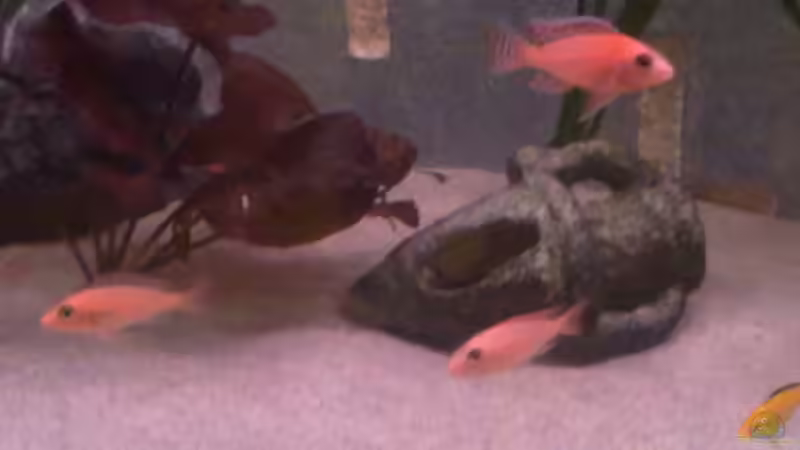 Besatz im Aquarium Becken 22286 von Antonio Di Simone (20)