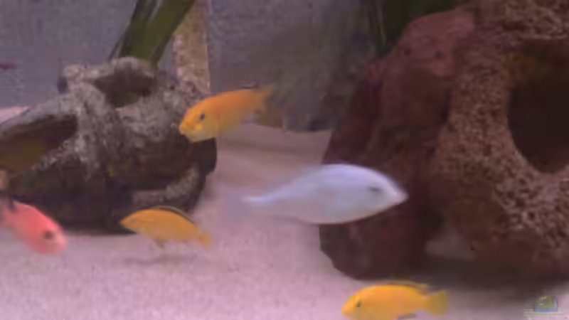 Besatz im Aquarium Becken 22286 von Antonio Di Simone (21)