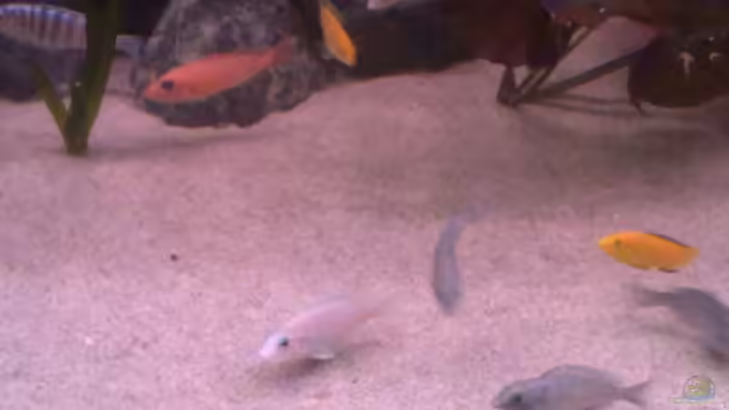 Besatz im Aquarium Becken 22286 von Antonio Di Simone (22)