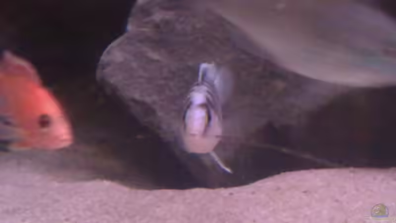 Besatz im Aquarium Becken 22286 von Antonio Di Simone (23)