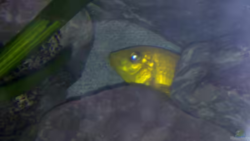 Besatz im Aquarium Becken 22286 von Antonio Di Simone (24)