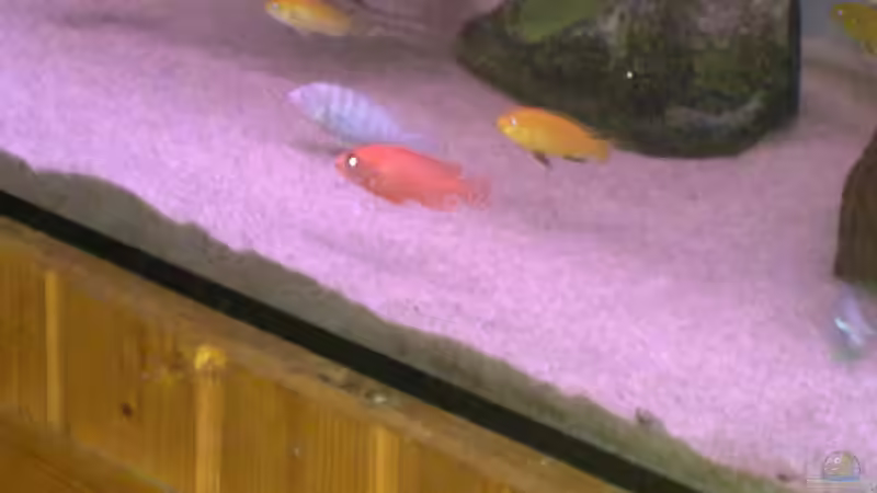 Besatz im Aquarium Becken 22286 von Antonio Di Simone (25)