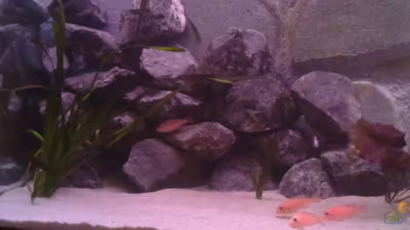 Besatz im Aquarium Becken 22286 von Antonio Di Simone (26)