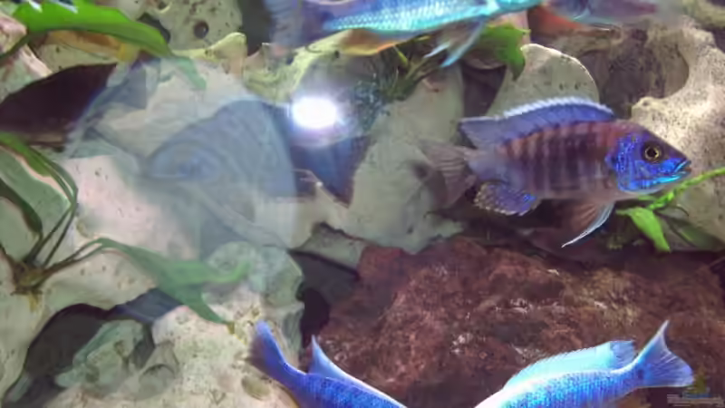 Besatz im Aquarium Becken 2238 von Melli Hahn (11)