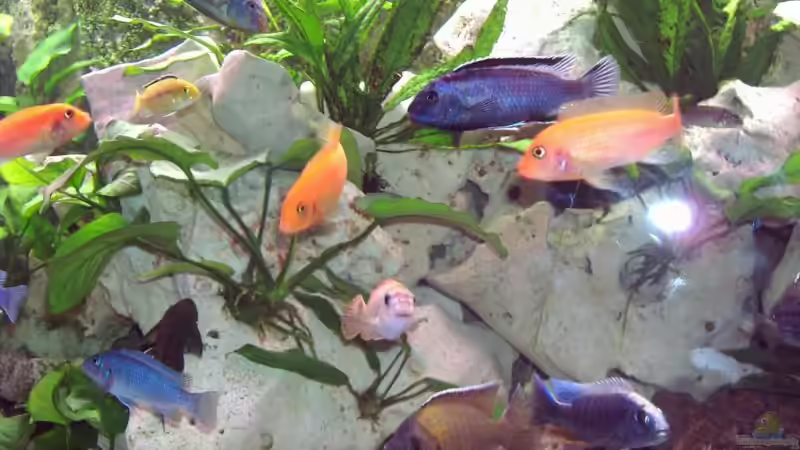 Besatz im Aquarium Becken 2238 von Melli Hahn (14)