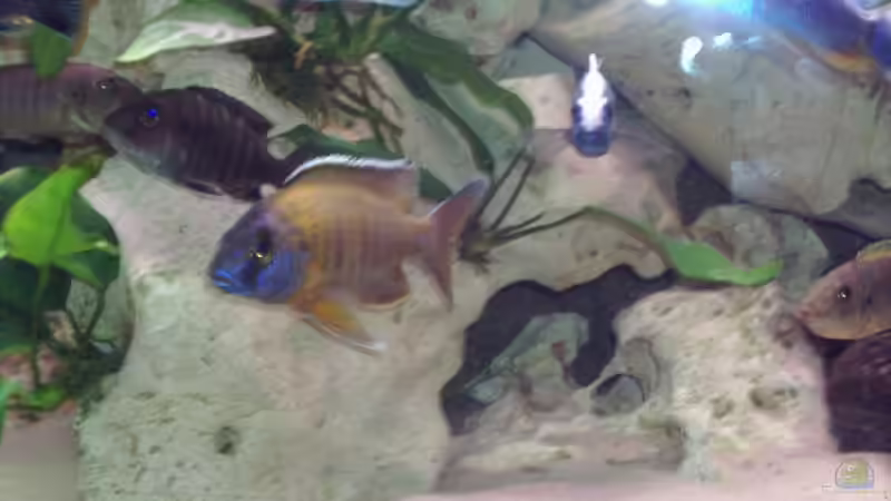 Besatz im Aquarium Becken 2238 von Melli Hahn (15)