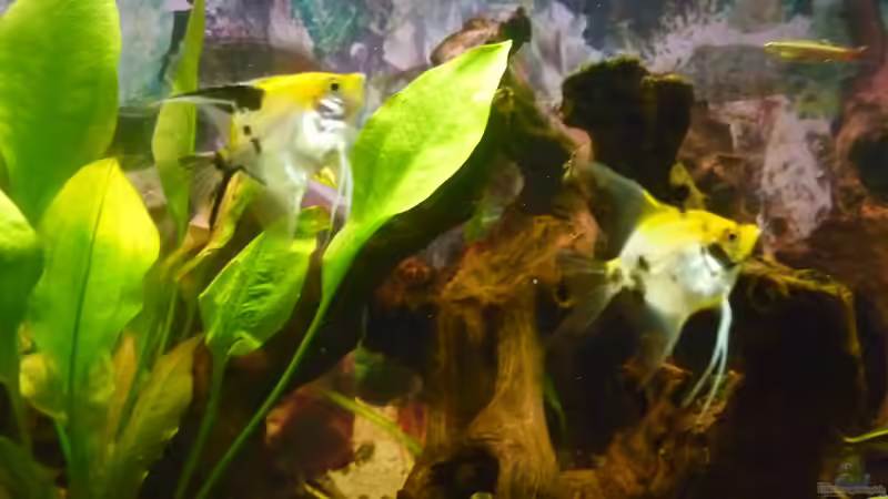 Besatz im Aquarium Becken 22387 von Lars Gumpricht (33)