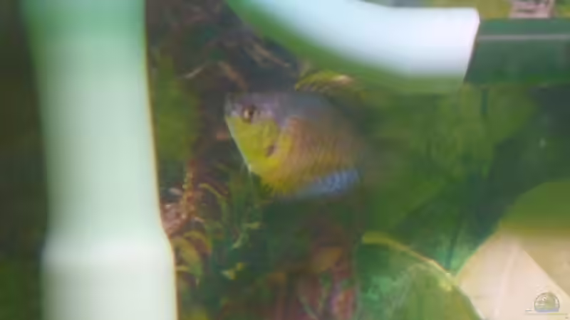 Besatz im Aquarium Becken 22387 von Lars Gumpricht (34)