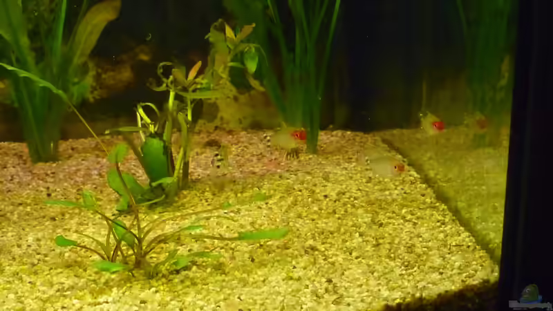 Besatz im Aquarium Becken 22387 von Lars Gumpricht (35)