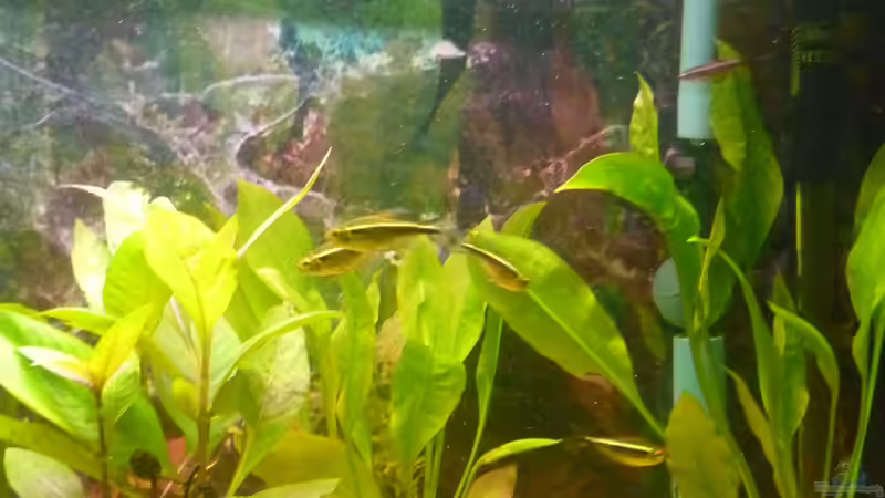 Besatz im Aquarium Becken 22387 von Lars Gumpricht (36)