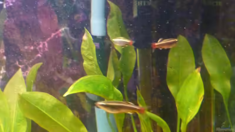 Besatz im Aquarium Becken 22387 von Lars Gumpricht (37)