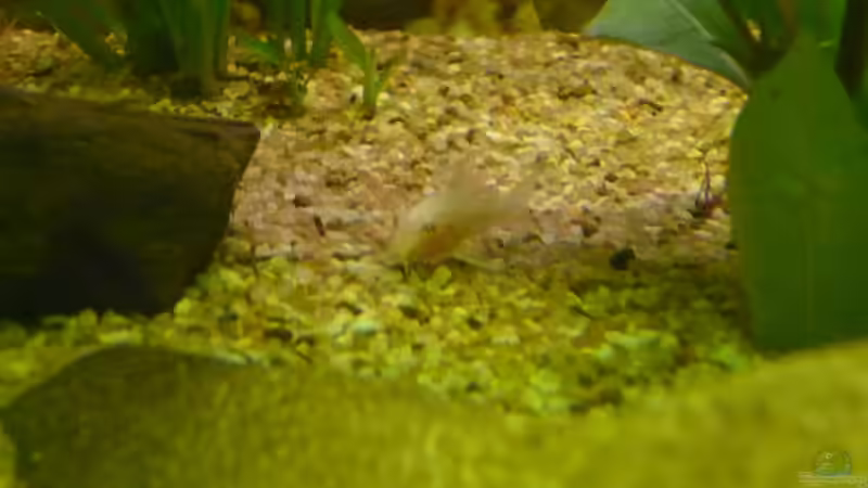 Besatz im Aquarium Becken 22387 von Lars Gumpricht (38)