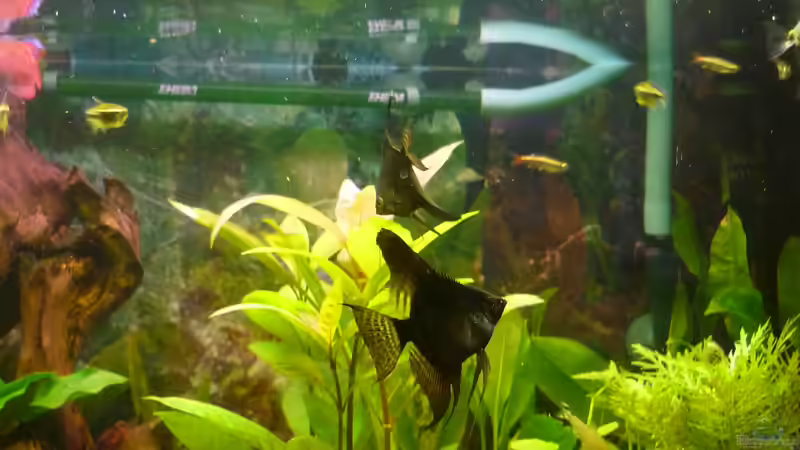 Besatz im Aquarium Becken 22387 von Lars Gumpricht (39)