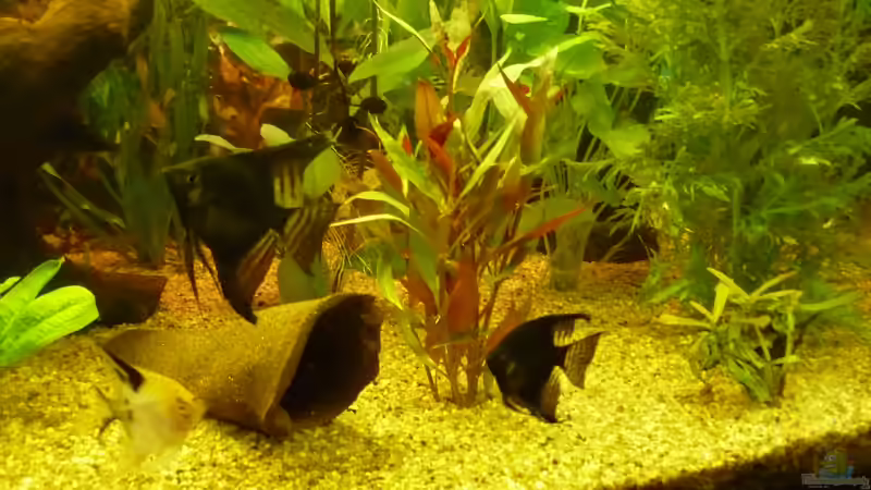 Besatz im Aquarium Becken 22387 von Lars Gumpricht (40)