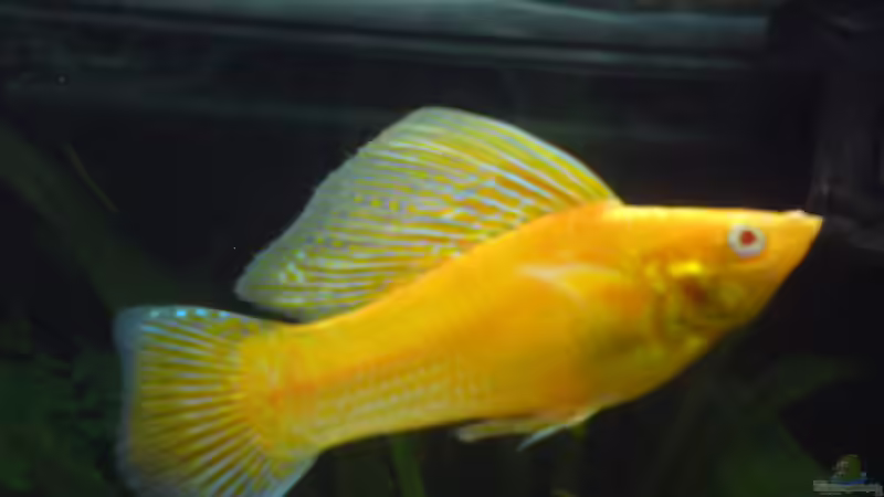 Besatz im Aquarium Becken 22390 von Daniel Brüninghaus (4)