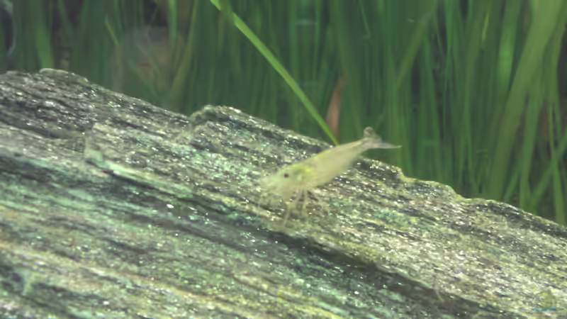 Besatz im Aquarium Becken 22390 von Daniel Brüninghaus (5)