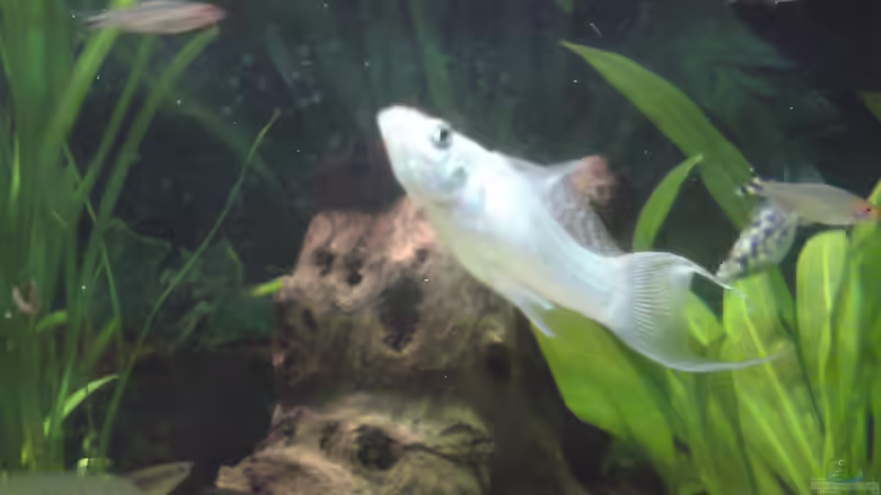 Besatz im Aquarium Becken 22390 von Daniel Brüninghaus (6)