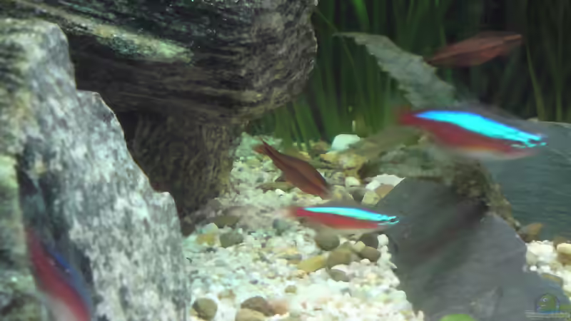 Besatz im Aquarium Becken 22390 von Daniel Brüninghaus (7)