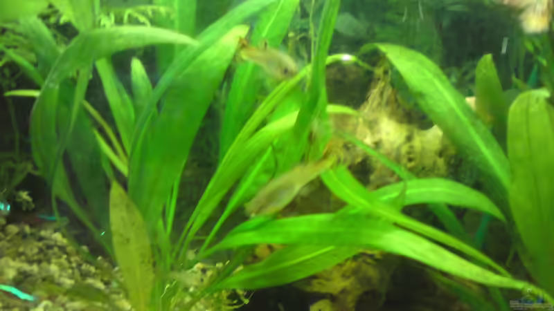 Besatz im Aquarium Becken 22390 von Daniel Brüninghaus (8)