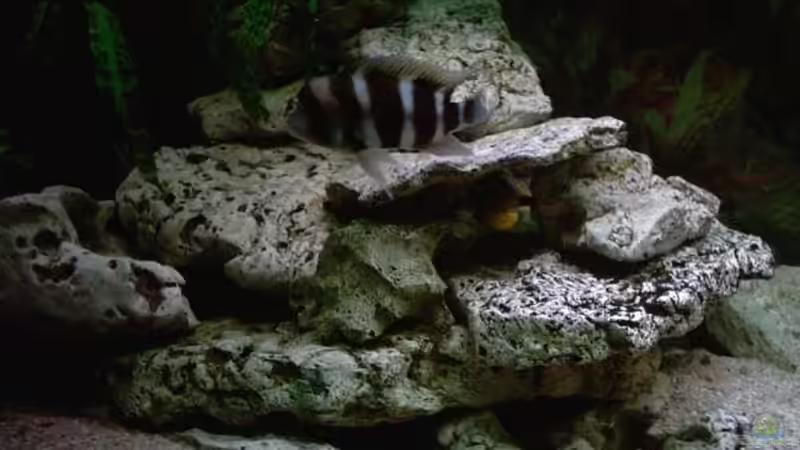 Besatz im Aquarium Becken 224 von Michael Blum (10)