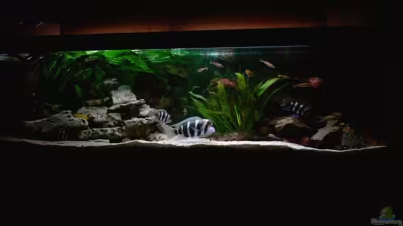 Besatz im Aquarium Becken 224 von Michael Blum (11)