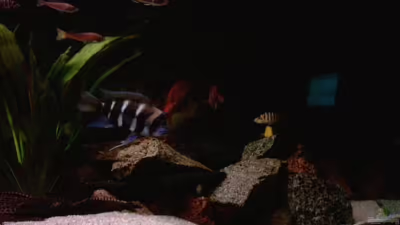 Besatz im Aquarium Becken 224 von Michael Blum (13)